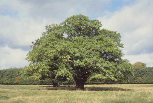A tree. But not the one they wrapped the car around. (clicky)
