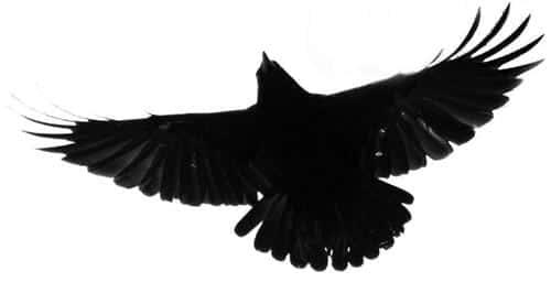 It’s a bird... (clicky)