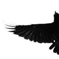 It’s a bird... (clicky)