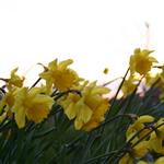 flower by scott  - 
This file has a maximum resolution of 3072 x 2048 px