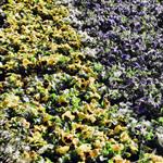 Flowers by scott  - 
This file has a maximum resolution of 4000 x 2248 px