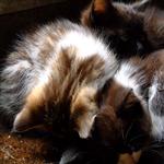 kittings by scott  - 
This file has a maximum resolution of 2048 x 1536 px
