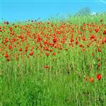 peace by scott  - 
This file has a maximum resolution of 2048 x 1536 px