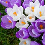 in bloom by MTR  - 
This file has a maximum resolution of 2048 x 1365 px