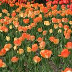 prettypretty by scott  - 
This file has a maximum resolution of 3072 x 2048 px