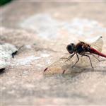 dragonfly by scott  - 
This file has a maximum resolution of 3072 x 2048 px
