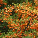 berries by scott  - 
This file has a maximum resolution of 3072 x 2048 px