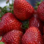 strawberries by scott  - 
This file has a maximum resolution of 2048 x 1360 px