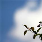 berries by mogwai  - 
This file has a maximum resolution of 2517 x 1889 px