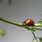 Ladybird by scott  - 
This file has a maximum resolution of 3054 x 2036 px