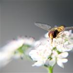 Buzzz by scott  - 
This file has a maximum resolution of 4752 x 3168 px