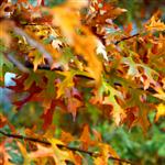 Autumn leaves 2 by scott  - 
This file has a maximum resolution of 4752 x 3168 px