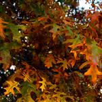 Autumn leaves 3 by scott  - 
This file has a maximum resolution of 4752 x 3168 px
