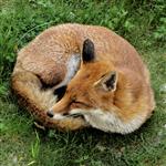 Fox by scott  - 
This file has a maximum resolution of 2920 x 2920 px