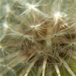 Dandelion by scott  - 
This file has a maximum resolution of 4500 x 2531 px